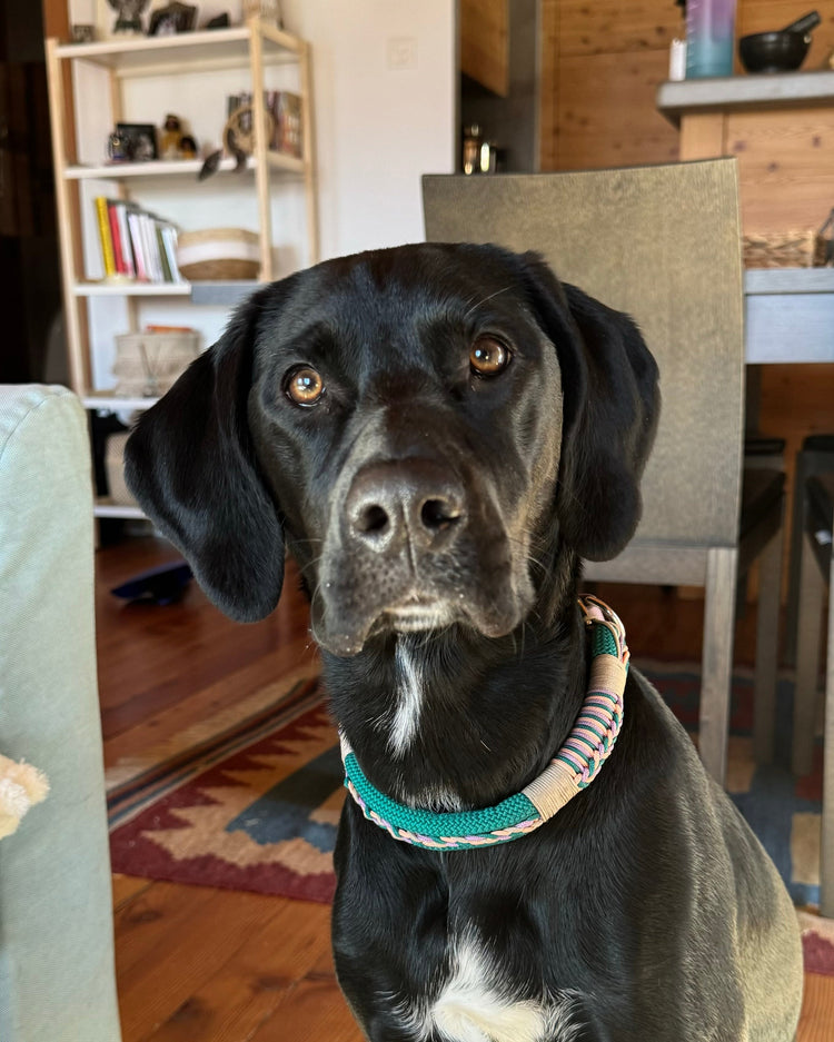 Accessoires pour chien